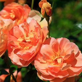 Peach Rose Bushes