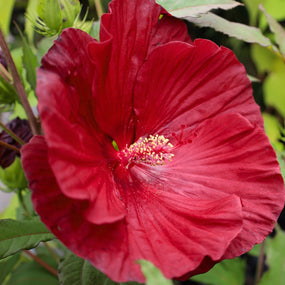 hardy hibiscus summer blooms