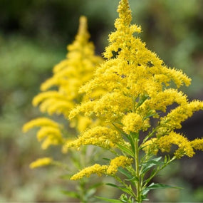 Solidago Plants