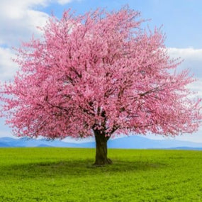 Flowering Specimen Trees