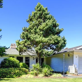 Evergreen Specimen Trees