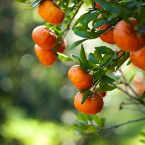 Tangerine Trees