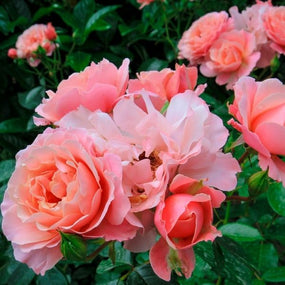 Tea Roses