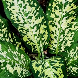 DIEFFENBACHIA PLANTS FOR SALE ONLINE