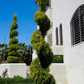 Topiary Specimen Trees