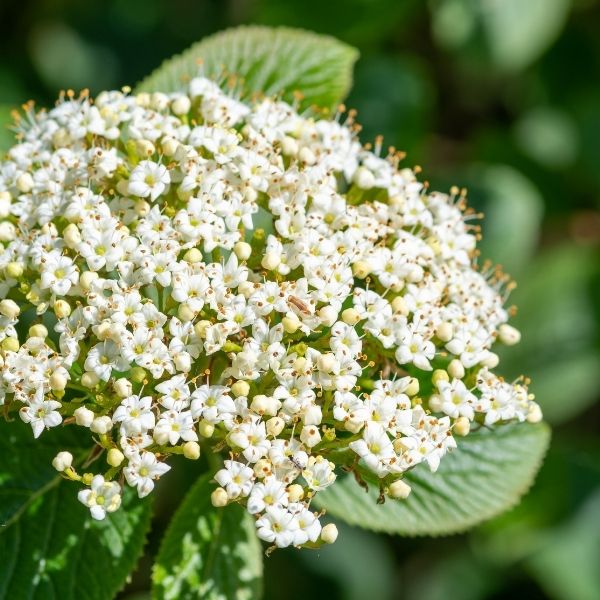 Buy Viburnum Shrubs for Sale Online Garden Goods Direct