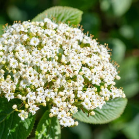 white viburnum flower in full bloom