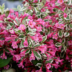 stunning weigela shrub in bloom
