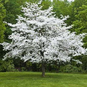 dogwood tree with white flowers