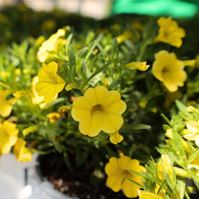 yellow annuals