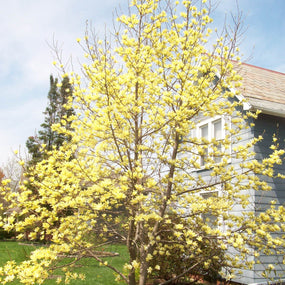 magnolia butterflies tree with yellow flowers