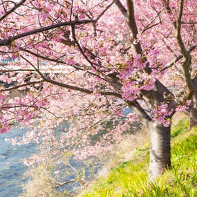Flowering Cherry Trees for sale online