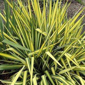 yucca sold online at Garden Goods Direct