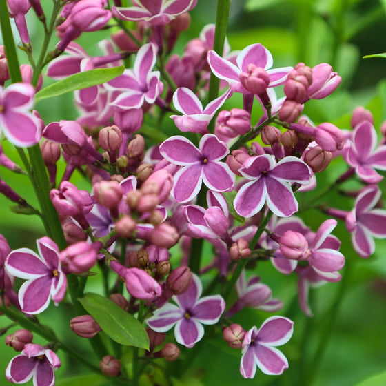 close up view of sensation lilac shrub in bloom purple and white star shaped blooms