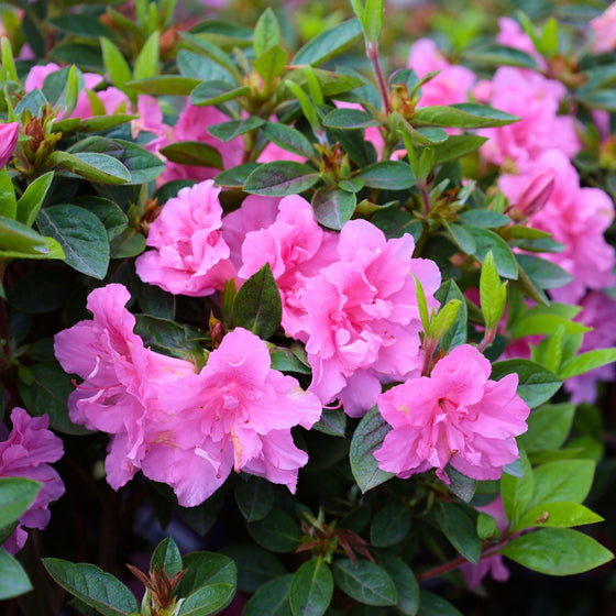 close up view of fluffy pink blooms on autun carnation azalea in spring