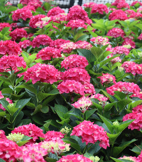 Wee Bit Giddy® Hydrangea
