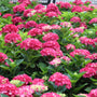 vibrant pinkish-red blooms on wee bit giddy hydrangea