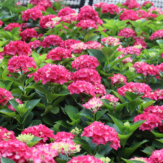 vibrant pinkish-red blooms on wee bit giddy hydrangea
