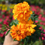 close up shot of orange marigold bloomers
