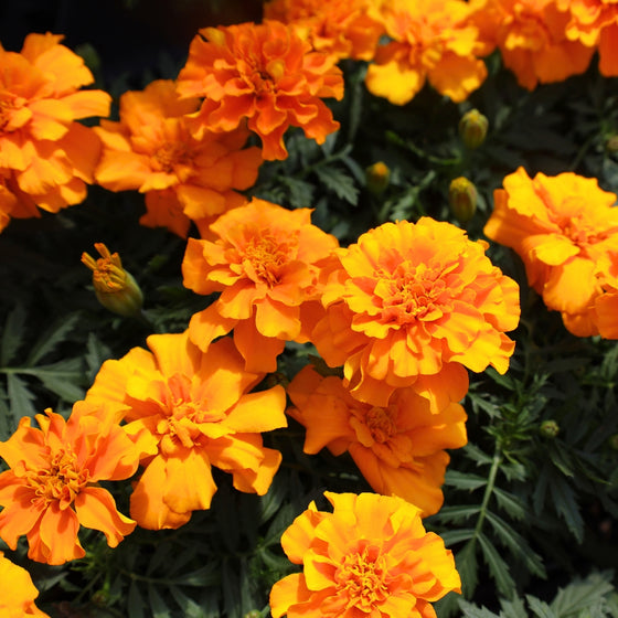 close up view of vibrant orange ruffled blooms on orange marigolds