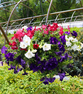 Red White and Blue Petunia Combo Pot