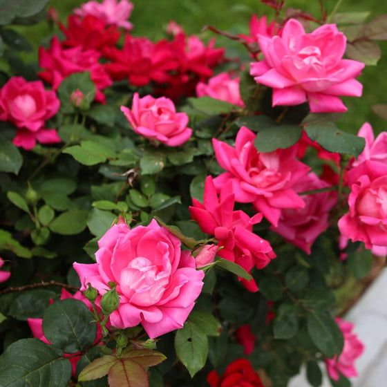close up view of vibrant hot pink blooms on pink double knock out rose shrub