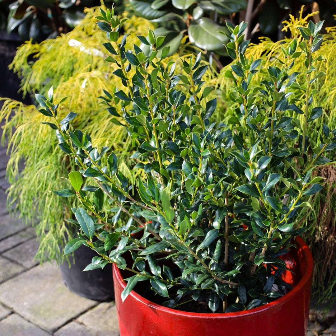 Needlepoint Holly Shrubs For Sale Online Garden Goods Direct