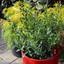 closer shot of young needlepoint holly in red pot with gold mop cypress as a backdrop