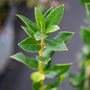 close up view of the pointed green foliage on needlepoint holly