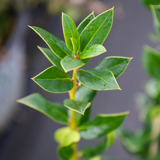 close up view of the pointed green foliage on needlepoint holly