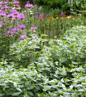 Mountain Mint