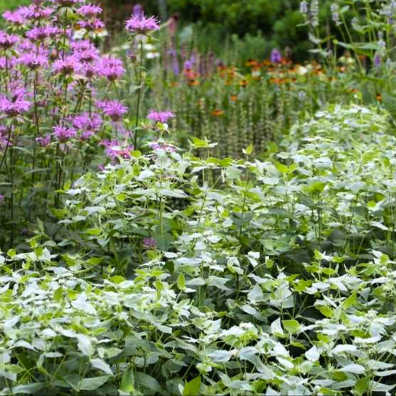 mountain mint growing in mass in wildflower perennial garden