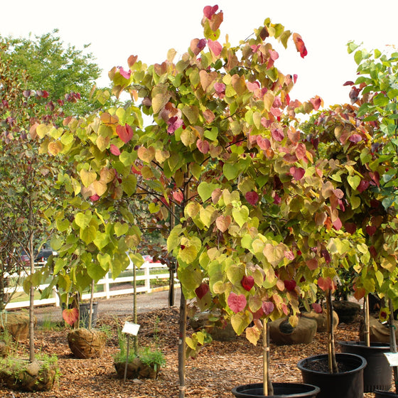 gorgeous ombre of colors on flame thrower redbud in a black nursery pot
