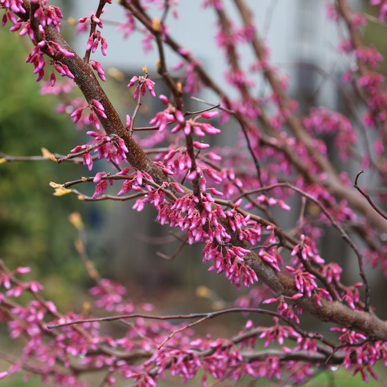 close up view of bright pink flower buds on merlot redbud tree