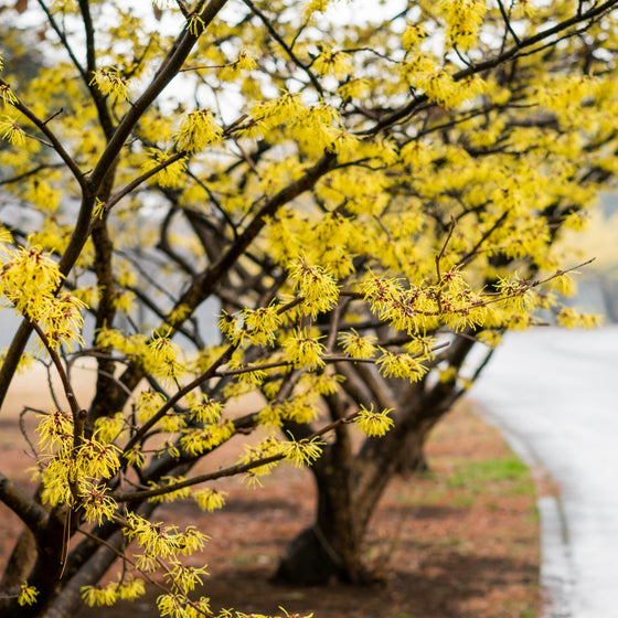 American Witch Hazel Shrubs have beautiful yellow flowers in early to mid-winter