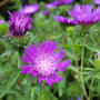 close-up photo of vibrant purple blooms on Stokesia