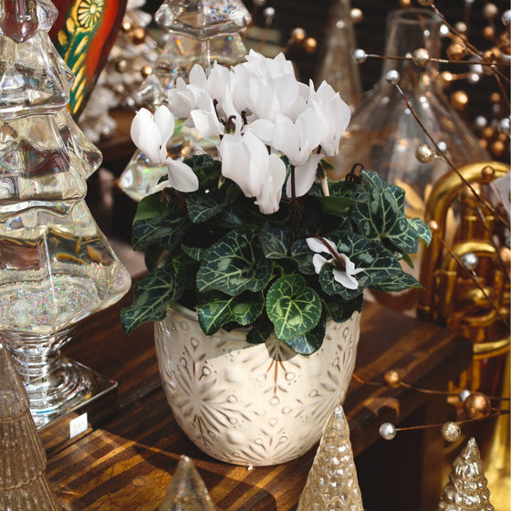 white blooming cyclamen in white pot featured in golden christmas display