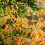 vibrant fall color on american witch hazel shrub