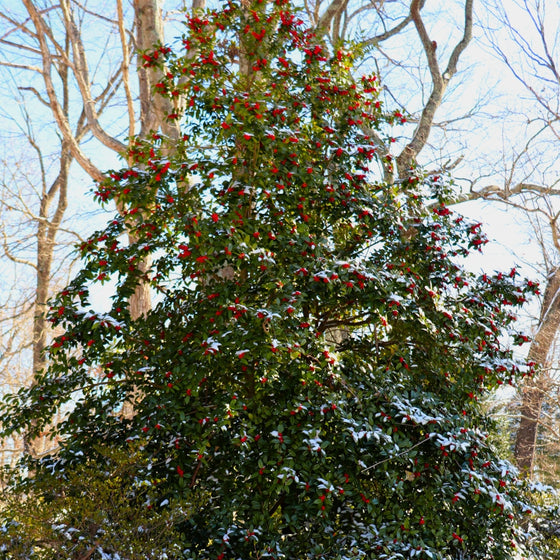 mature American Holly Tree standing tall covered in red berries and snow