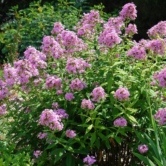 mass of phlox paniculata 'jeana' growing in a sunny garden