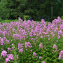 field of lilac purple garden phlox growing