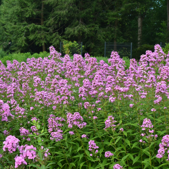 field of lilac purple garden phlox growing