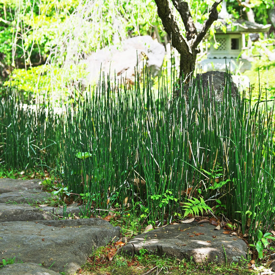 Equisetum Hyemale Horsetail plant growing along a stone path