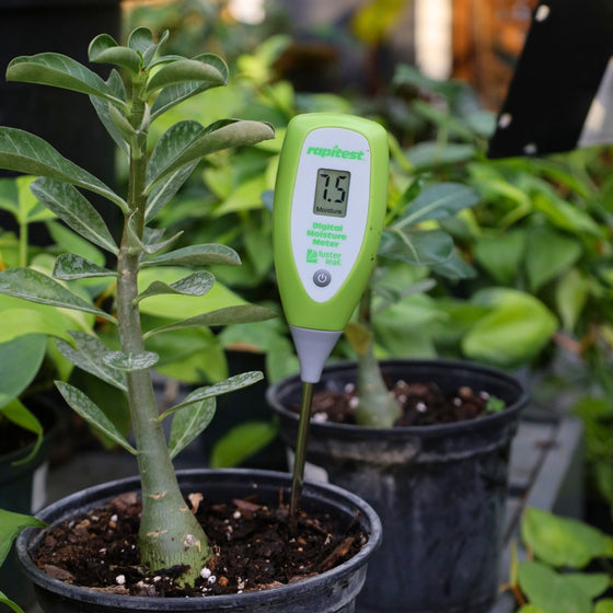 digital moisture meter for houseplants in use