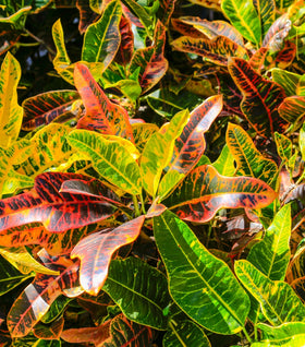 Croton Mammy
