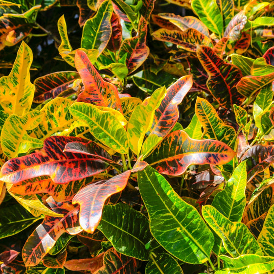 unique rainbow wavy foliage on croton mammy tropical houseplant