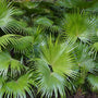 chinese fan palm growing in mass in a tropical forest