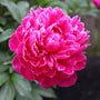 close up view of dr alexander fleming peony bloom