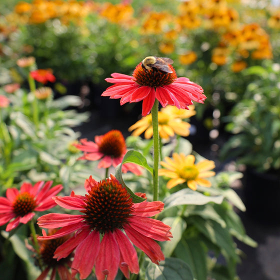 pollinating bee enjoying bright Echinacea Sombrero Salsa red flowers