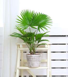 Chinese Fan Palm